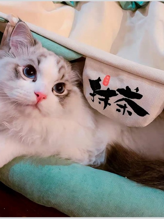 Kimnuule Other - Peel-A-Boo Cat Tunnel & Bed